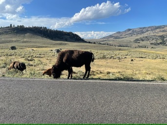 Yellow Stone, USA National Parks